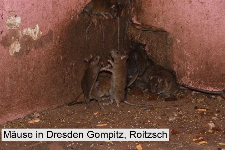 Mäuse in Dresden Gompitz, Roitzsch